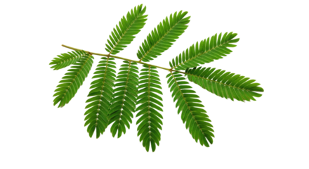 Closeup of Mimosa Pudica Plant Branch.
