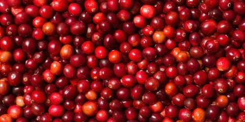 A close-up shot of a pile of ripe, red cranberries, ready for the season.