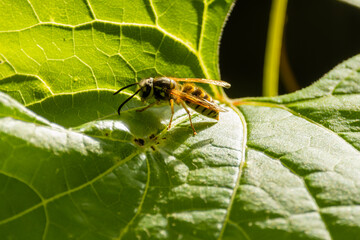 yellow jacket wasp on a leaf in the summer sun