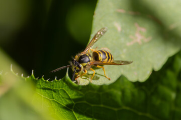 yellow jacket wasp inspecting the edge of a leaf close up high detail macro photograph