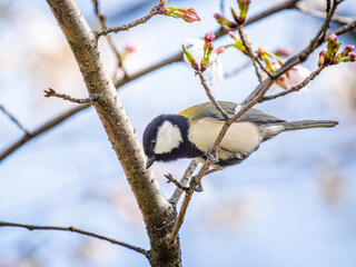 枝にとまるシジュウカラ