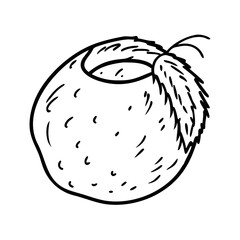vector illustration of an apple fruit