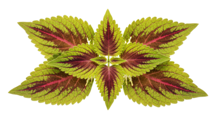Coleus plant leaves vibrant green red colors.