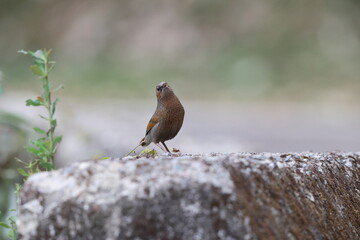 The streaked laughingthrush (Trochalopteron Trochalopteron ) is a species of bird in the family Leiothrichidae. This photo was taken in North India.