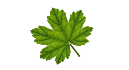 Detailed Green Leaf with Five Lobes.