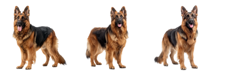 Set of German Shepherd Isolated on Transparent Background. PNG