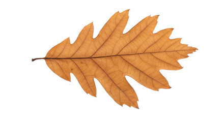 Dried oak leaf autumn fall foliage nature 1.
