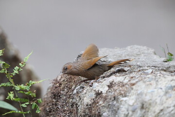 The streaked laughingthrush (Trochalopteron Trochalopteron ) is a species of bird in the family...
