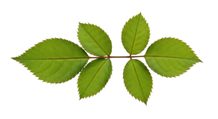 Five vibrant green rose leaves on a stem.