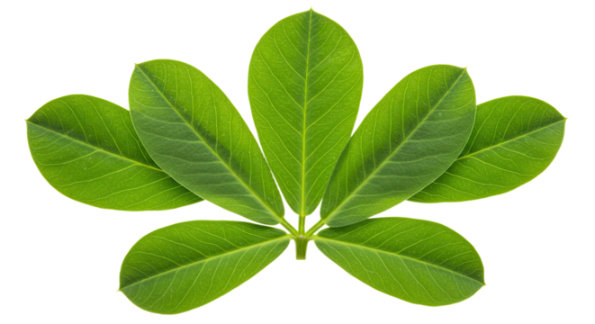 Five vibrant green leaves arranged symmetrically.