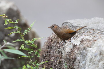The streaked laughingthrush (Trochalopteron Trochalopteron ) is a species of bird in the family...