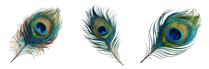 Obraz premium Set of Artistic close-up of Vasant feather ornament on white background, bright and clear lighting on transparent png background. Ai generated