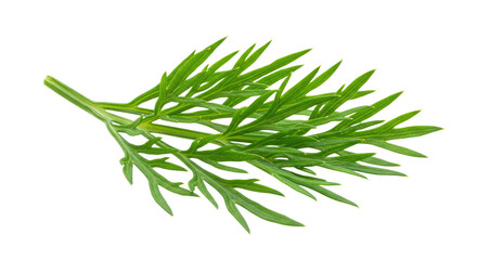 Fototapeta premium Fresh Dill Sprig Isolated on White Background 1.