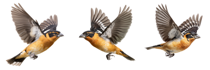 Set of Black-headed Grosbeak male resting on branch, minimalistic white background, Colorado wild bird theme on transparent png background. Ai generated