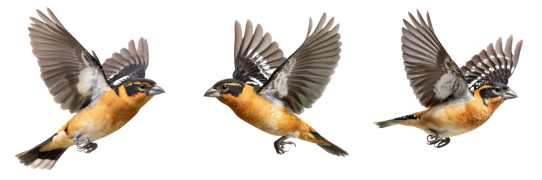 Set of Black-headed Grosbeak male resting on branch, minimalistic white background, Colorado wild bird theme on transparent png background. Ai generated