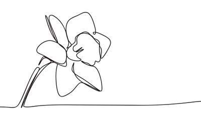 Elegant Line Drawing of a Daffodil Flower