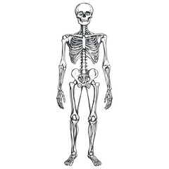 skull, halloween, festival, vector, transparent background, skeleton, medical, anatomy, bones, bone, body, human, biology, anatomical, dead, death, skeletal, healthcare, scary, horror