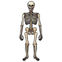 skull, halloween, festival, vector, transparent background, skeleton, medical, anatomy, bones, bone, body, human, biology, anatomical, dead, death, skeletal, healthcare, scary, horror