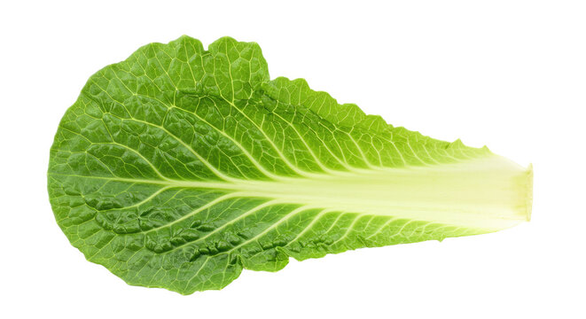Fresh green leaf of chinese cabbage.
