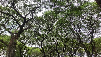 Obraz premium Photo of lush green tree canopy with interwoven branches against the sky. The natural pattern creates a calming and organic atmosphere, ideal for backgrounds, eco-friendly campaigns, educational proje