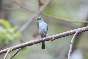 The verditer flycatcher (Eumyias thalassinus) is an Old World flycatcher. This photo was taken in Northwest India (E. t. thalassinus).