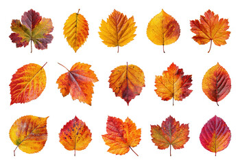 Obraz premium PNG Vibrant autumn leaves collection, element set on transparent background