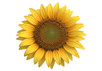 Fototapeta premium Isolated yellow sunflower blossom against black background symbolizing summer and nature