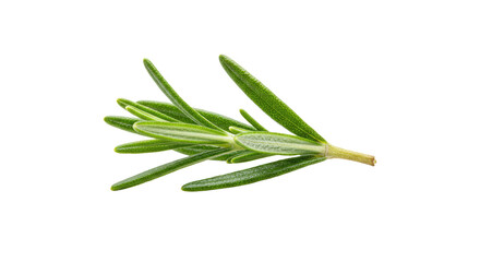 Obraz premium Fresh Rosemary Sprig Close Up.