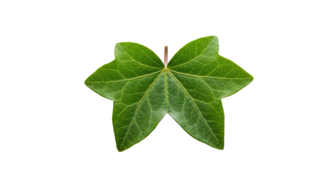 Green ivy leaf with five lobes isolated.