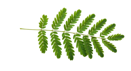 Green leaf sprig with multiple leaflets.