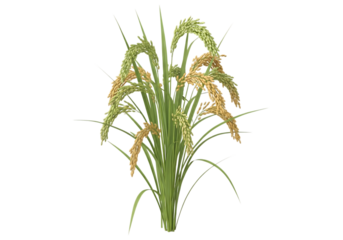 Rice plant isolated against black background symbol of harvest agriculture