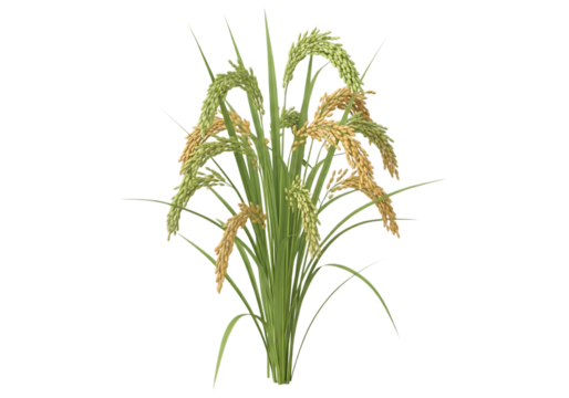 Rice plant isolated against black background symbol of harvest agriculture