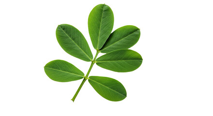 Obraz premium Green leaf with five leaflets plant detail.