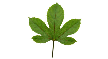 Fototapeta premium Green leaf with five lobes and serrated edges.
