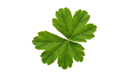 Green leaf with five lobes detailed texture.