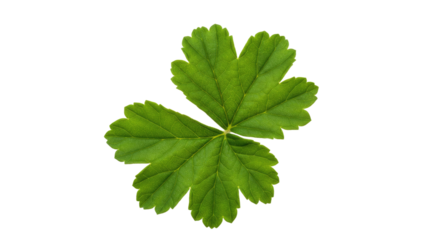 Green leaf with five lobes detailed texture.