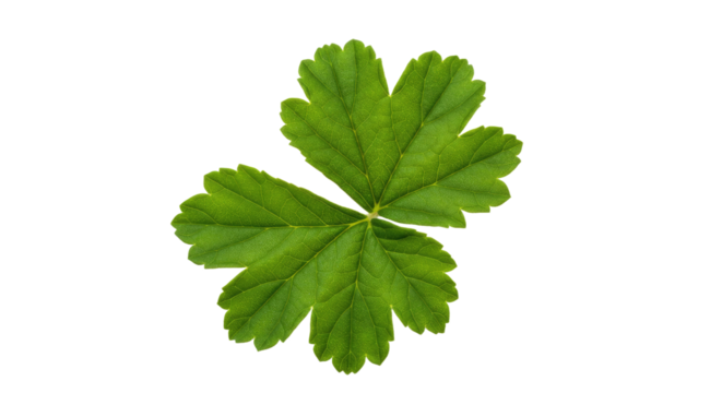 Green leaf with five lobes detailed texture.