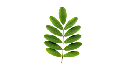 Green leaf with multiple leaflets on a stem.