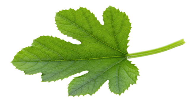 Green leaf with serrated edges and palmate lobes 1.