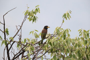 The great barbet (Psilopogon virens) is an Asian barbet. This photo was taken in Northwest India (P. v. marshallorum).