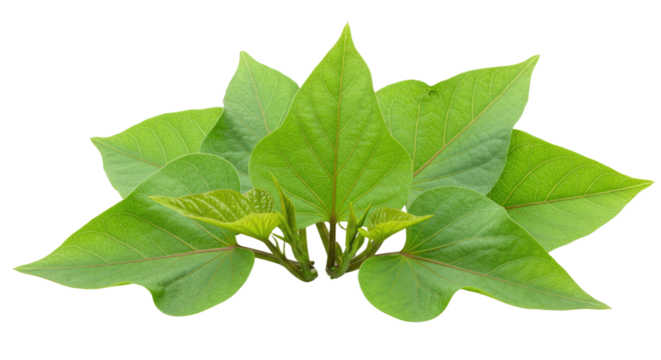 Green vibrant leaves bunch close up view.