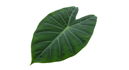 Obraz premium Large dark green leaf with prominent veins.