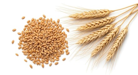 A pile of wheat grains alongside four wheat stalks on a white background
