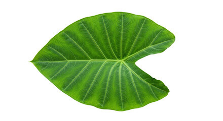 Fototapeta premium Large vibrant green leaf isolated on white 3.