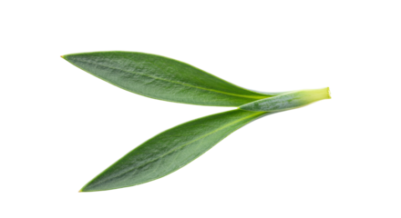 Pair of vibrant green leaves close up 2.