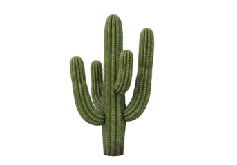 Detailed closeup of a tall saguaro cactus with green ribs