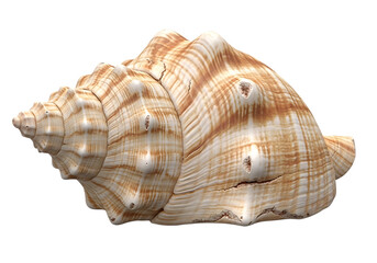 Large ornate sea shell on black background close up detail