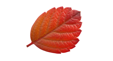 Red autumn leaf detailed view.