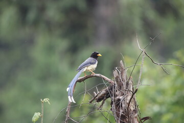 The yellow-billed blue-magpie or gold-billed magpie (Urocissa flavirostris), is a passerine bird in the family Corvidae, along with crows and jays. This photo was taken in North India.