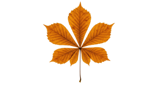 Single autumn leaf orange brown seven leaflets.